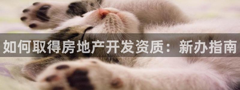 永利皮带