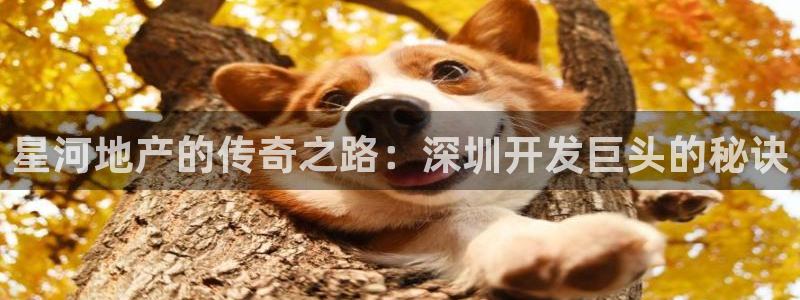 永利制带
