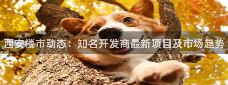 永利黄府黄立青信鸽图片
